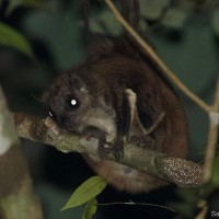 Petinomys fuscocapillus, Jerdon